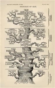 Viagra Patent History